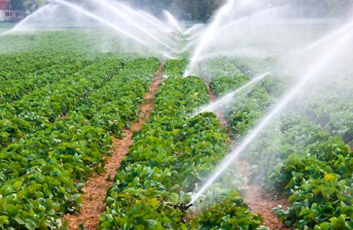 Falta de empleos en el campo genera inseguridad