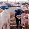 Reabre EE. UU. exportación de ganado desde Sonora tras 50 días de cierre por brote sanitario