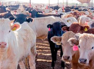 Reabre EE. UU. exportación de ganado desde Sonora tras 50 días de cierre por brote sanitario
