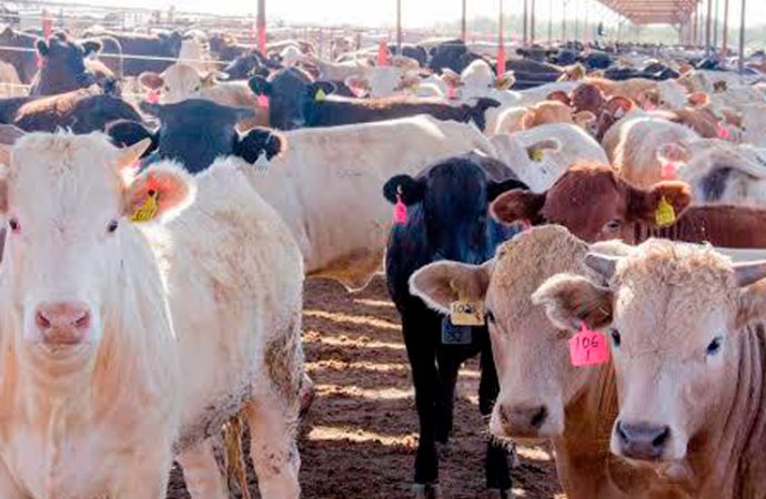 Reabre EE. UU. exportación de ganado desde Sonora tras 50 días de cierre por brote sanitario