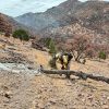 Sonora extingue todos los incendios forestales de 2025