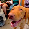 Se capacitan en Argentina veterinarios del Instituto de Protección y Bienestar Animal con innovadora técnica de castración para duplicar cirugías en jornadas gratuitas
