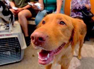 Se capacitan en Argentina veterinarios del Instituto de Protección y Bienestar Animal con innovadora técnica de castración para duplicar cirugías en jornadas gratuitas