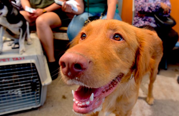 Se capacitan en Argentina veterinarios del Instituto de Protección y Bienestar Animal con innovadora técnica de castración para duplicar cirugías en jornadas gratuitas