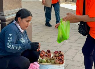 Pitayas inundan las calles de Hermosillo y llevan el sabor del desierto a la ciudad