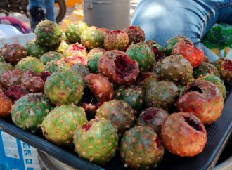 Comienza la venta de pitayas en el centro de Hermosillo