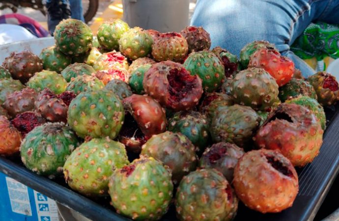 Comienza la venta de pitayas en el centro de Hermosillo