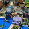 Comerciantes sonorenses muestran preocupación por arancel a productos mexicanos