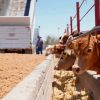 Retoman exportación de ganado en sonora tras apertura de la frontera