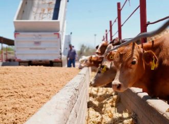 Retoman exportación de ganado en Sonora tras apertura de la frontera