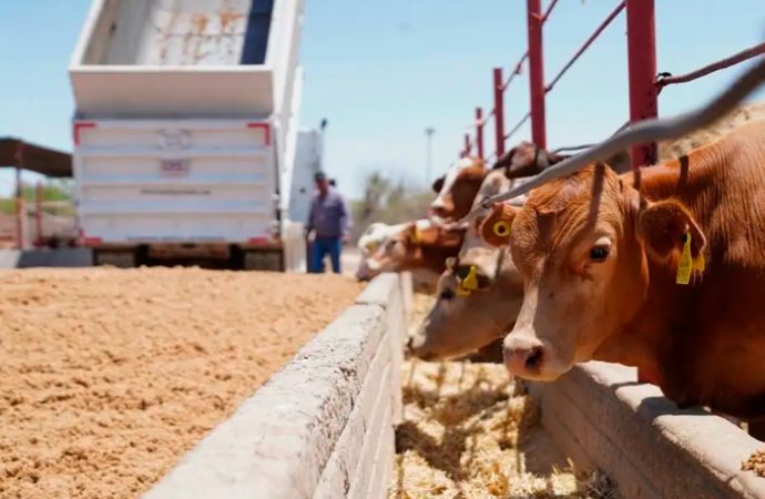 Retoman exportación de ganado en Sonora tras apertura de la frontera