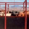 Ganaderos se pronuncian por importaciones de Centroamérica