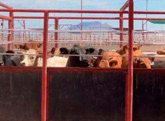 Ganaderos se pronuncian por importaciones de Centroamérica