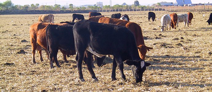 Cierres fronterizos y sequía afectan a ganaderos de Sonora