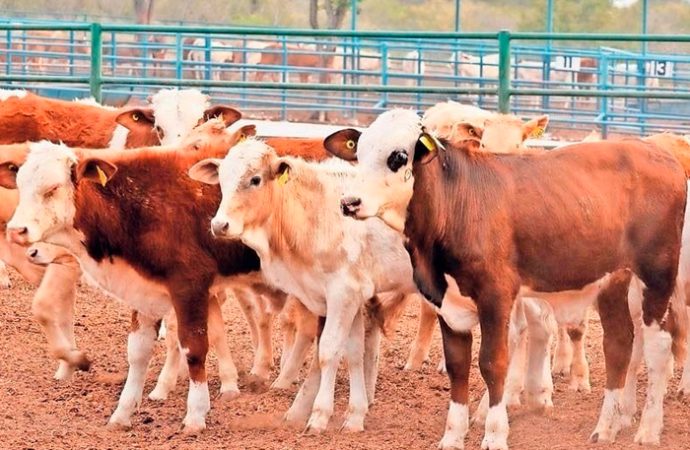 Pedirá Alfonso Durazo que Sonora sea exento del cierre de la frontera para la exportación de ganado