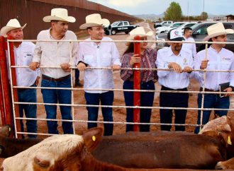 Gobernador Durazo reanuda exportación de ganado a Estados Unidos; Sonora es el primer estado en México