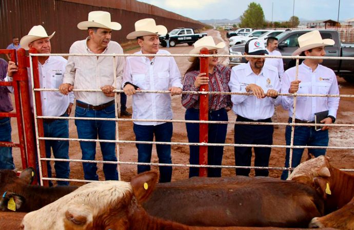 Gobernador Durazo reanuda exportación de ganado a Estados Unidos; Sonora es el primer estado en México