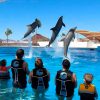 Delfinario de Guaymas se convertirá en acuario, anuncia senador Aguilar
