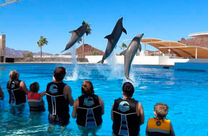 Delfinario de Guaymas se convertirá en acuario, anuncia senador Aguilar