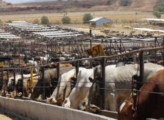 Estados Unidos cierra nuevamente la frontera sur al comercio de ganado por caso de gusano barrenador en México