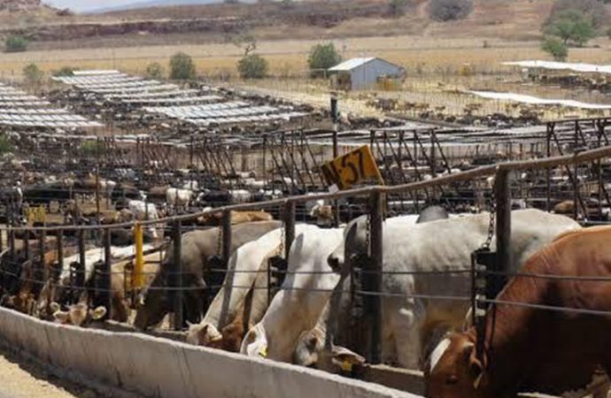Estados Unidos cierra nuevamente la frontera sur al comercio de ganado por caso de gusano barrenador en México