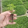 Convocan a inscribirse en el curso de germinación del Ayuntamiento