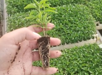 Convocan a inscribirse en el curso de germinación del Ayuntamiento