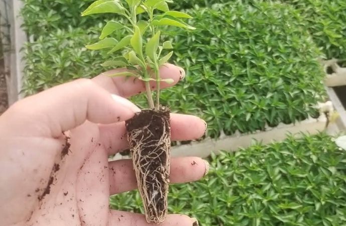 Convocan a inscribirse en el curso de germinación del Ayuntamiento