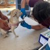Esterilizarán a perros y gatos de Pueblitos y alrededores