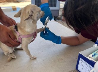Esterilizarán a perros y gatos de Pueblitos y alrededores