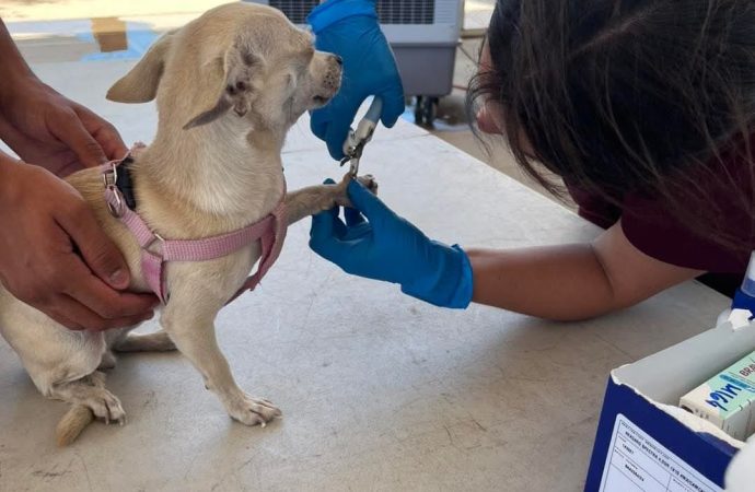 Esterilizarán a perros y gatos de Pueblitos y alrededores