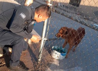 Atienden caso de maltrato animal en Hermosillo