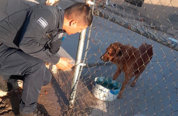 Atienden caso de maltrato animal en Hermosillo