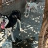Piden cuidado extremo de mascotas en esta temporada de calor