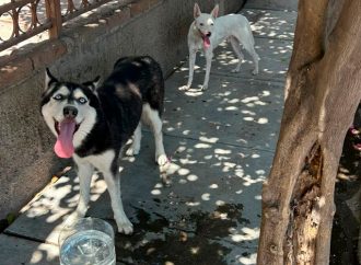 Piden cuidado extremo de mascotas en esta temporada de calor