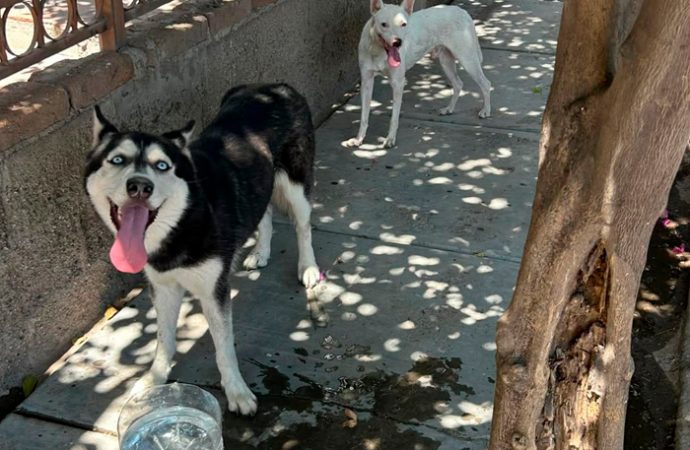 Piden cuidado extremo de mascotas en esta temporada de calor