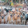 Un perro por cada cuatro hermosillenses: llaman a frenar la sobrepoblación animal