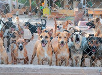 Un perro por cada cuatro hermosillenses: llaman a frenar la sobrepoblación animal