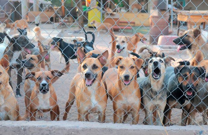 Un perro por cada cuatro hermosillenses: llaman a frenar la sobrepoblación animal