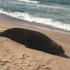 Encuentran lobo marino muerto en playa de Bahía Kino