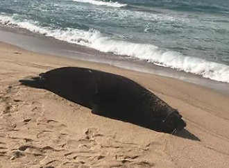 Encuentran lobo marino muerto en playa de Bahía Kino