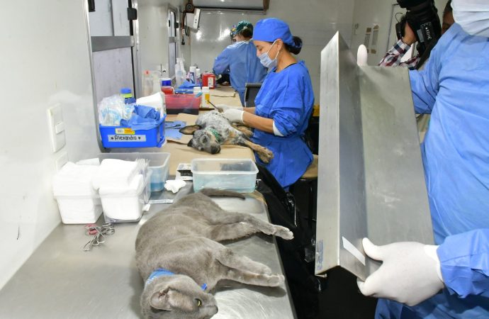 Continúa IMPBA esterilizaciones gratuitas durante el mes de agosto