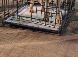Pega sequía a croquetas para mascotas