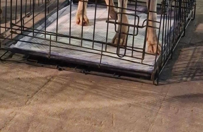 Pega sequía a croquetas para mascotas