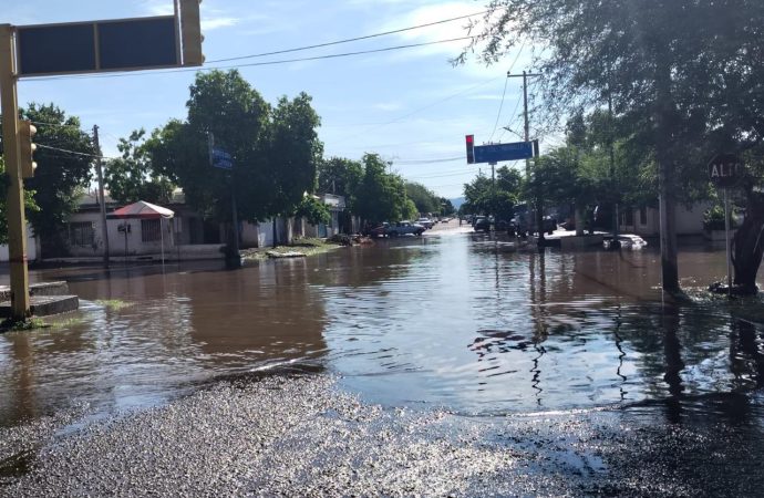 Caen árboles y se generan encharcamientos por lluvia en Cajeme