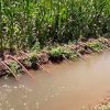 Localizan a hombre sin vida en laguna de aguas negras dentro de campo agrícola en Hermosillo