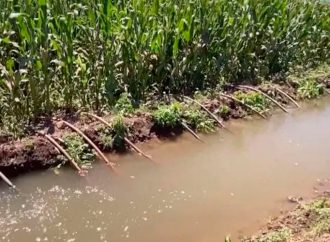 Localizan a hombre sin vida en laguna de aguas negras dentro de campo agrícola en Hermosillo
