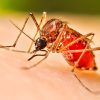 Alertan por posibles brotes de dengue en Sonora