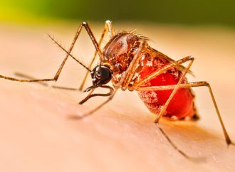 Alertan por posibles brotes de dengue en Sonora