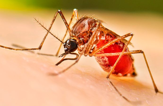 Alertan por posibles brotes de dengue en Sonora
